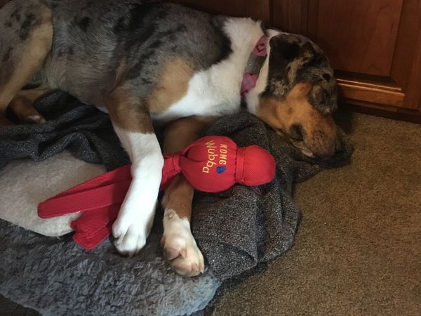 Dog toy review: Wubba