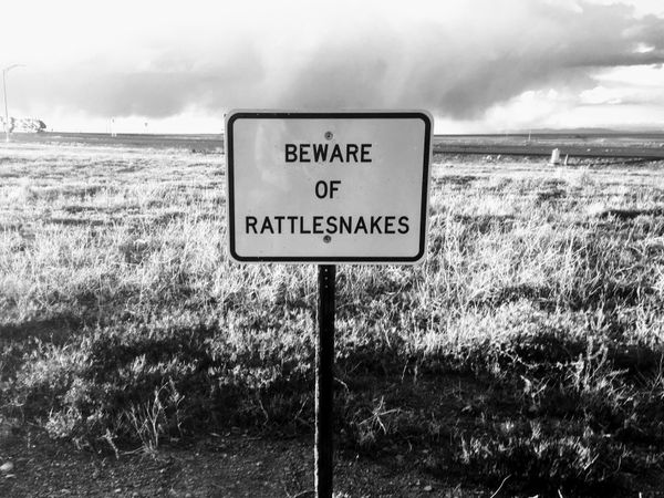 Protecting Your Dog Against Rattlesnakes